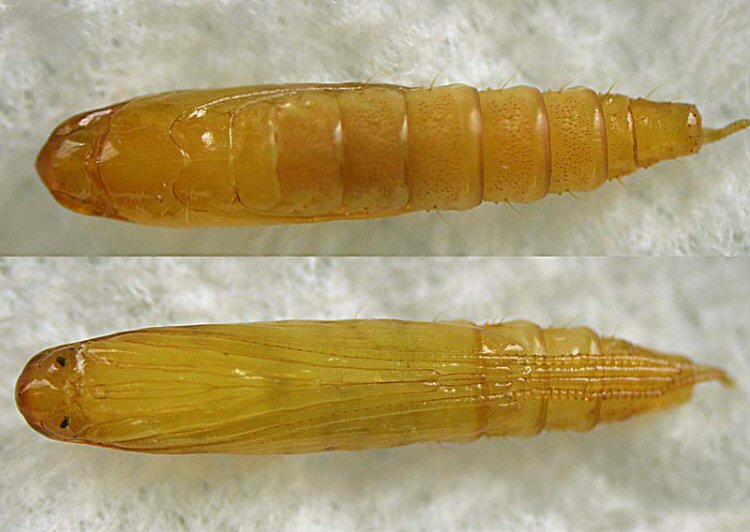 pupa