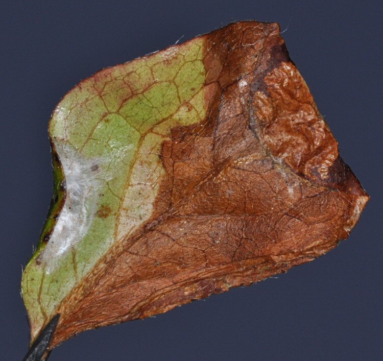 fold and puparium