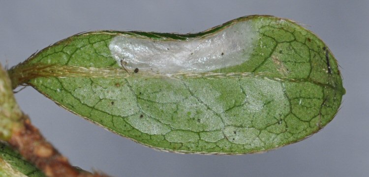 pupation