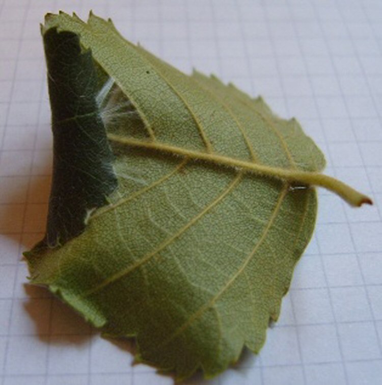 larva folds the leaf over longitudinally