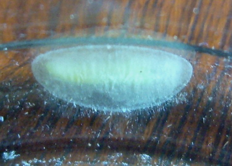 larva pupating inside the cocoon