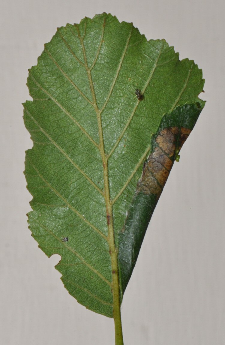 rolls the leaf edge