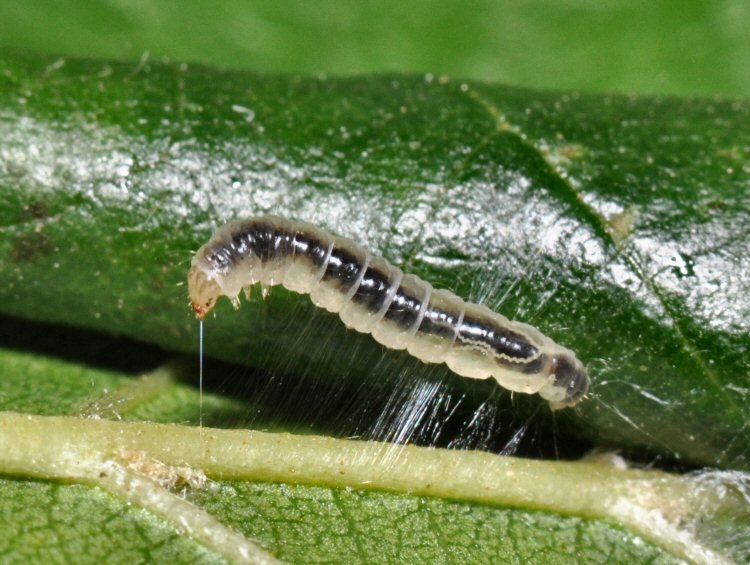 larva