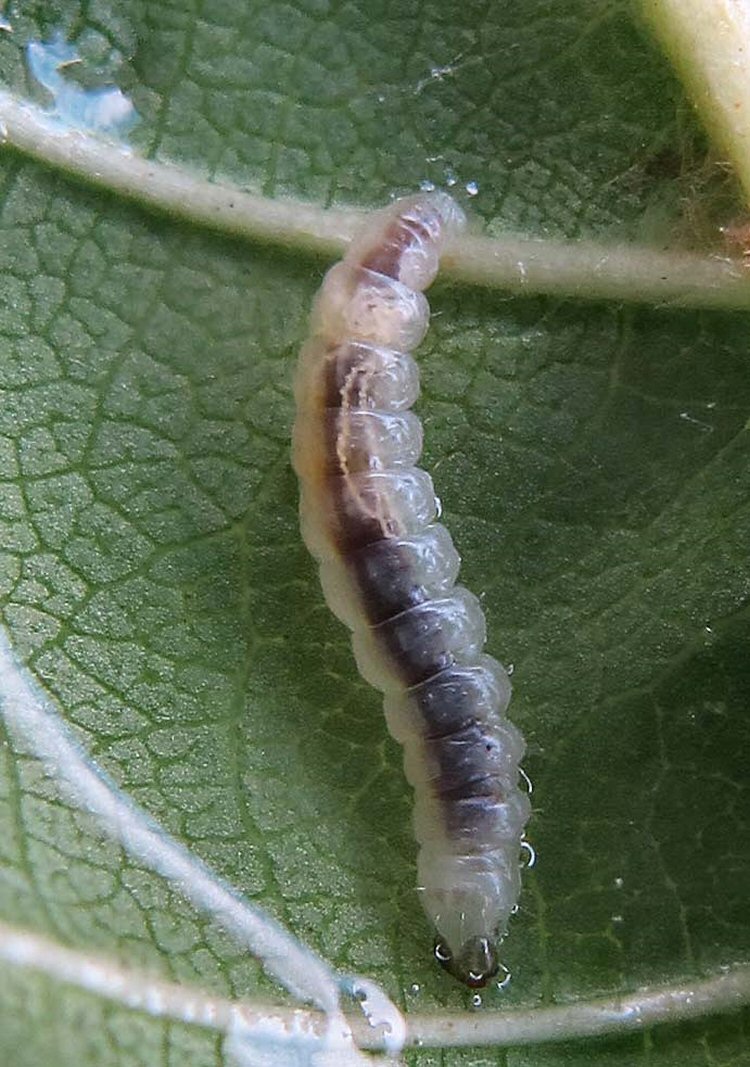 larva