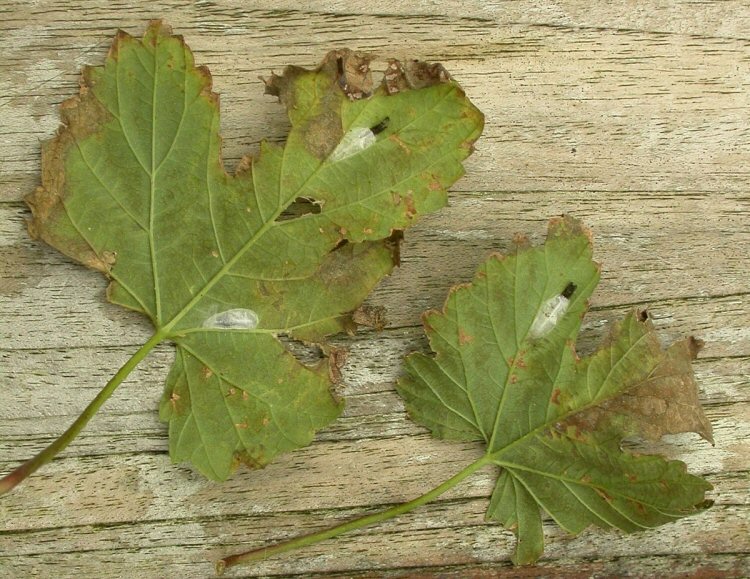 cocoons with exuviae