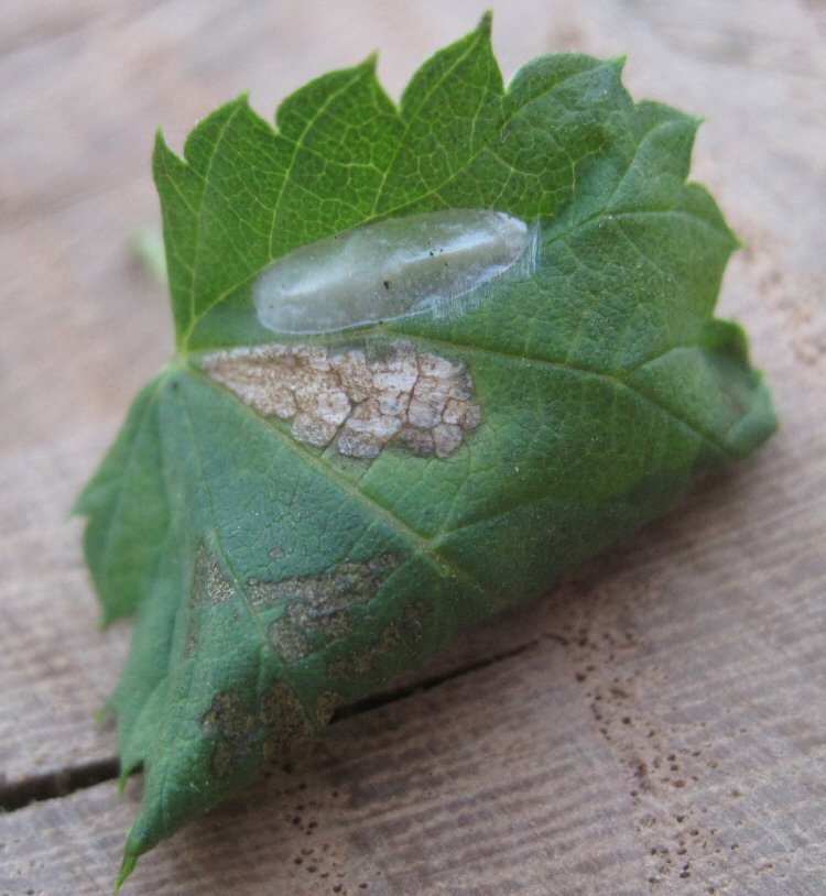 cocoon on top o0f leaf