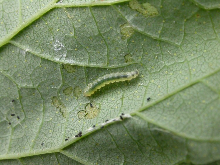 larva