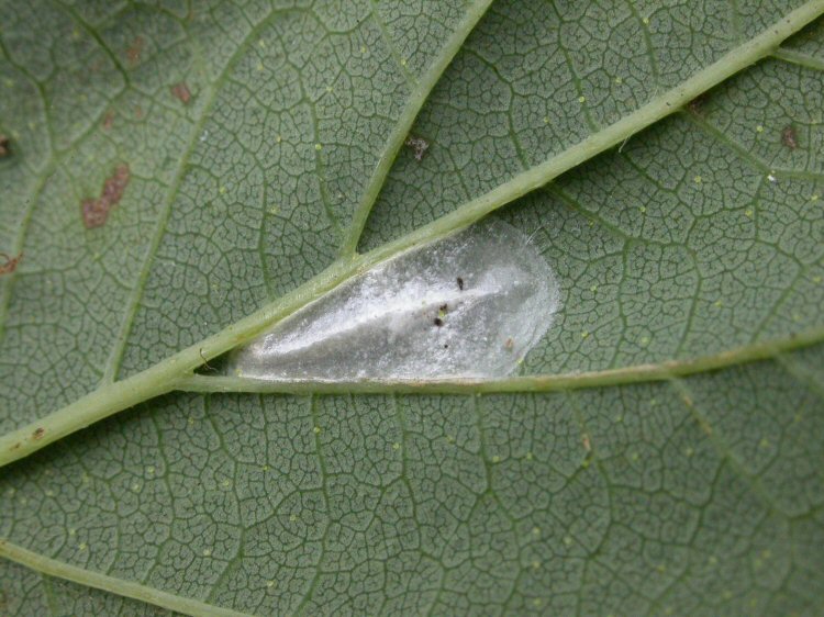 cocoon