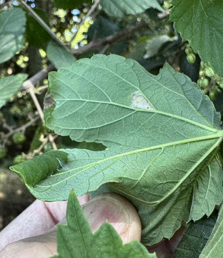 initial mines and cones o same leaf