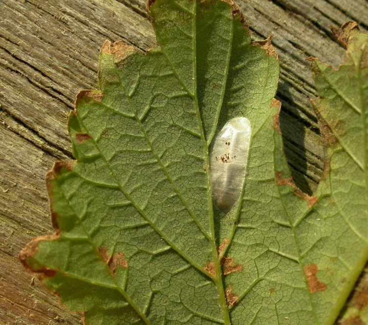 cocoon
