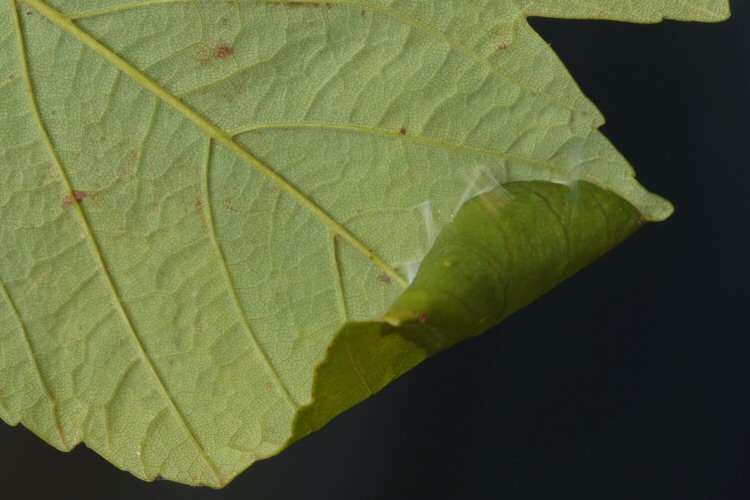 cone