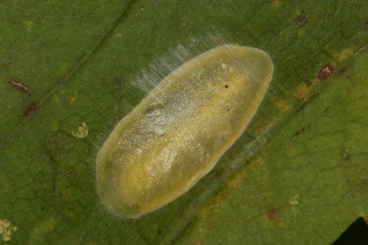 cocoon