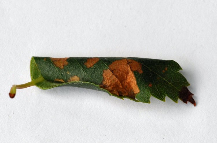 leaf rolled longitudinally
