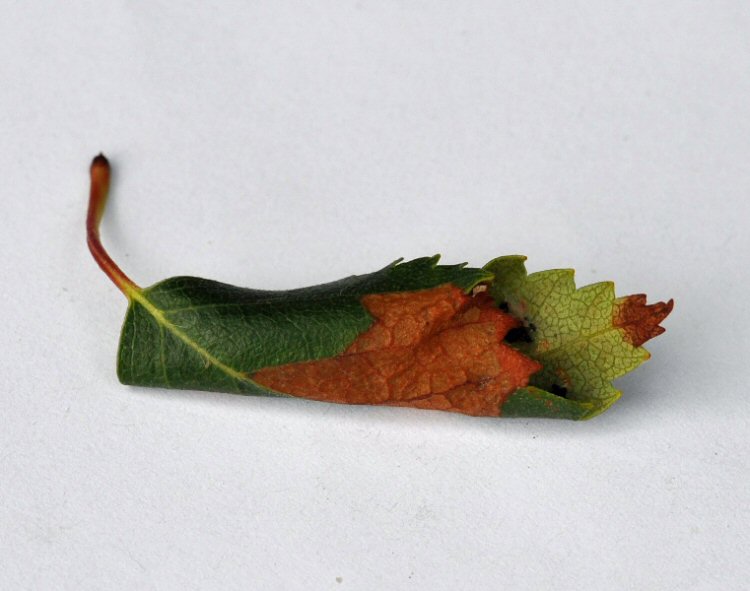 leaf rolled longitudinally