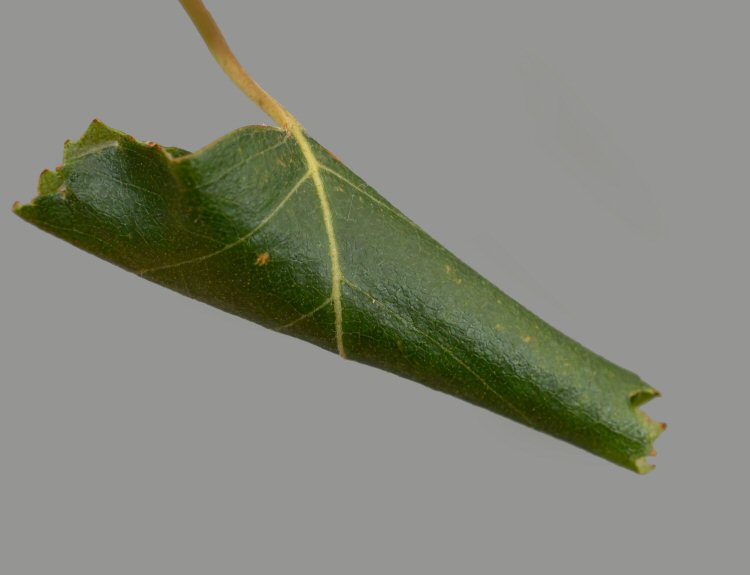 leaf rolled transversally