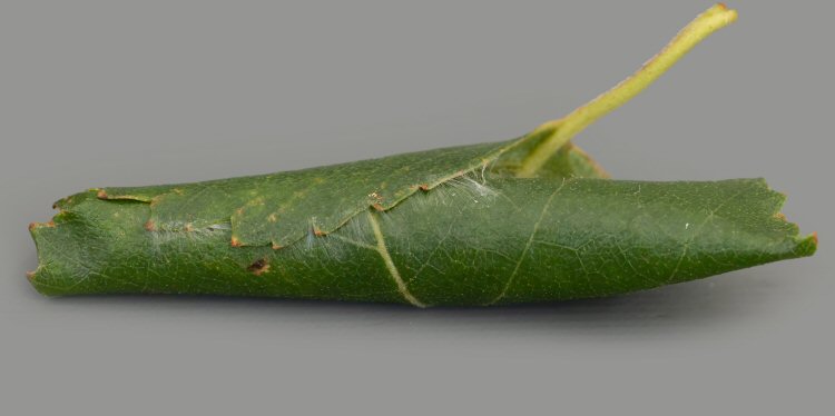 leaf rolled transversally