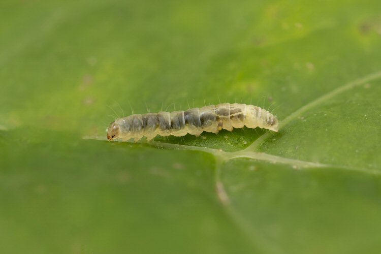 larva