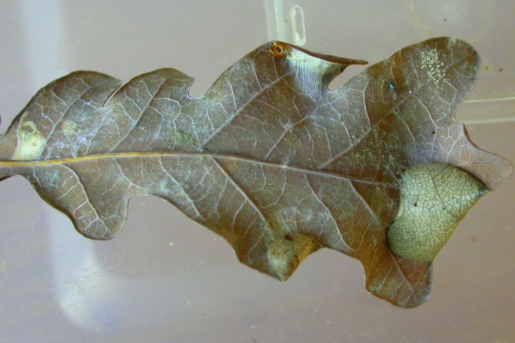 the larva feds beneath folds in the leaf edge