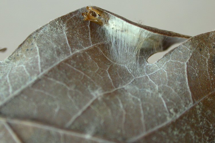 the cocoon