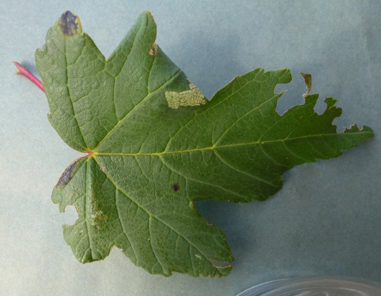 leaf upper surface