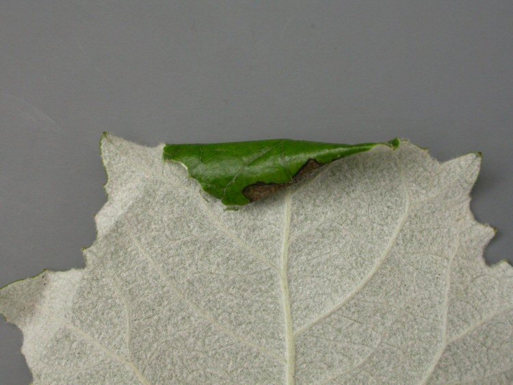 makes a cone on the leaf edge