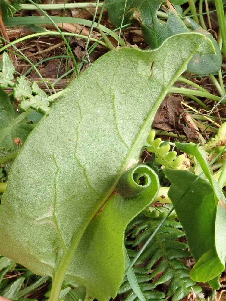leaf is rolled