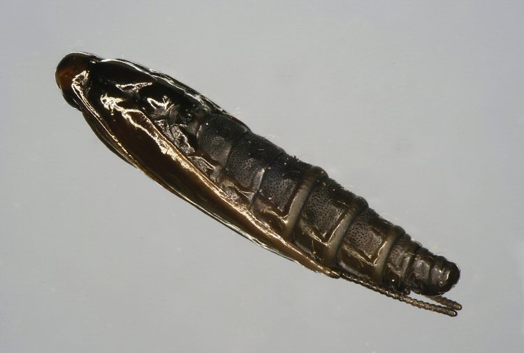 pupa