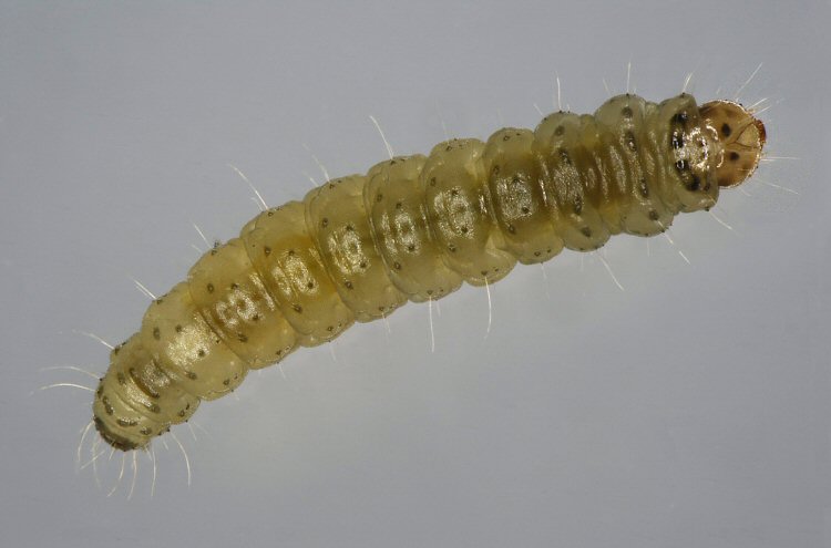 larva