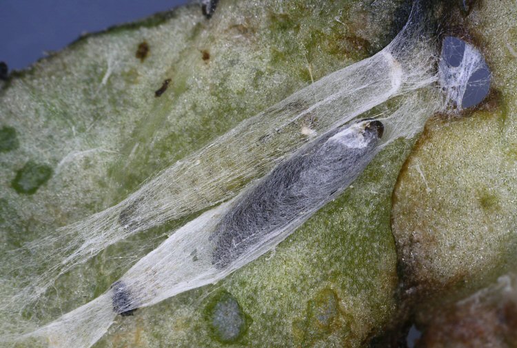 cocoons