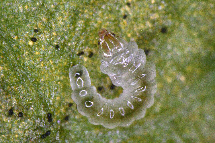 sap feeding larva