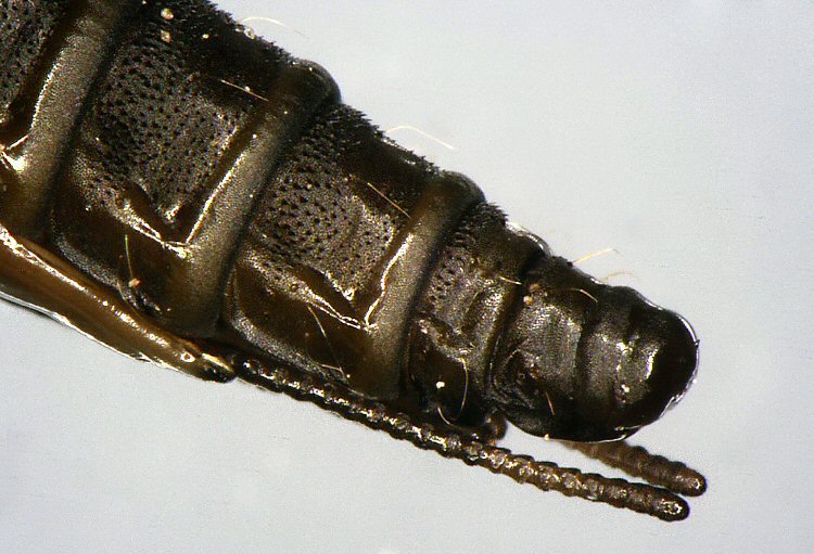 posterior of pupa