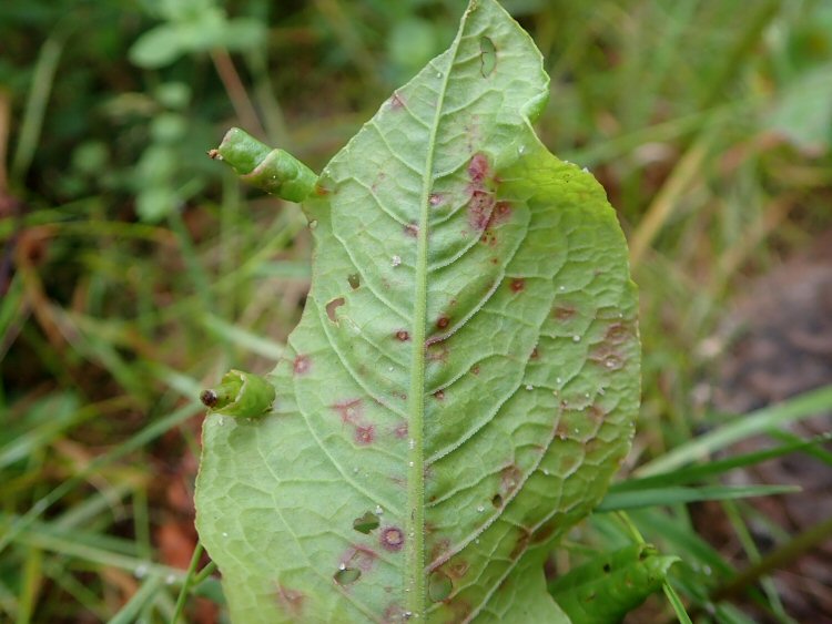 two leaf rolls