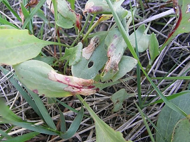 initial phyllonorycter-like mines