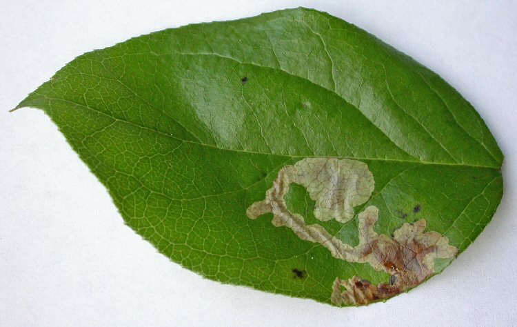 blotch mine is formed