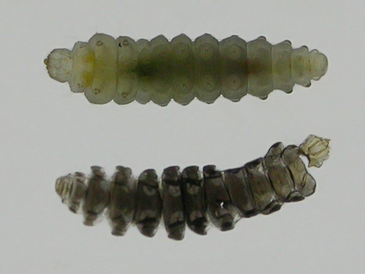 larva and shed skin