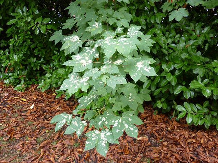 can mine Sycamore