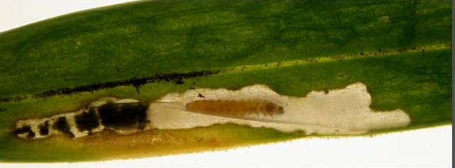 larva in mine