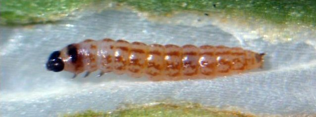 larva