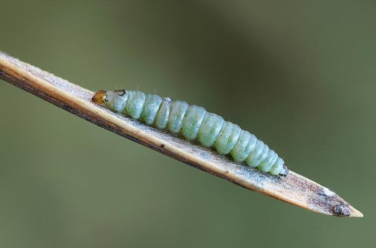 larva