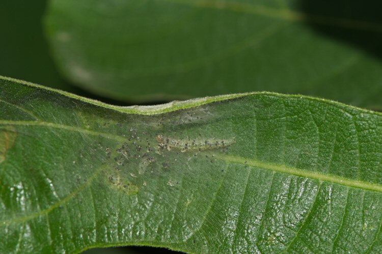 larva in web