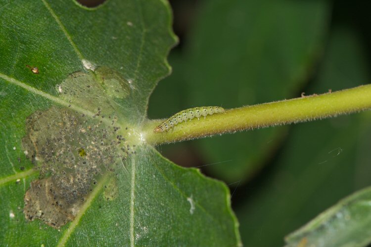 larva