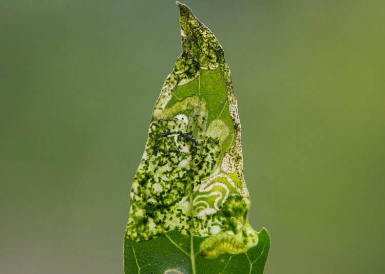 larva in mine