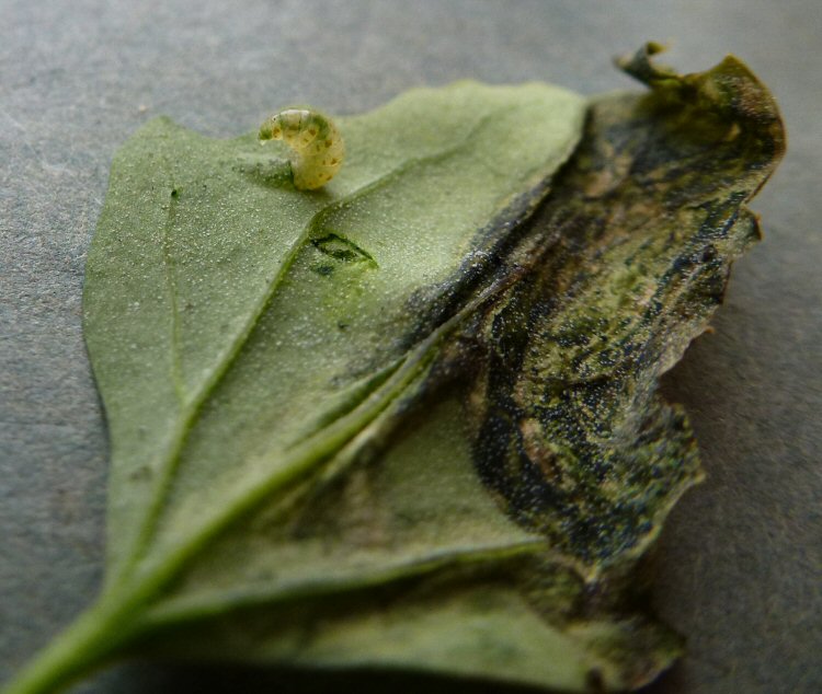 larva entering the leaf