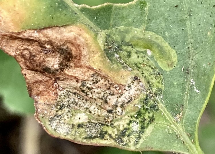 larva in mine