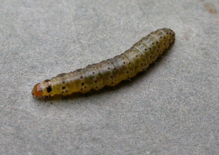 larva