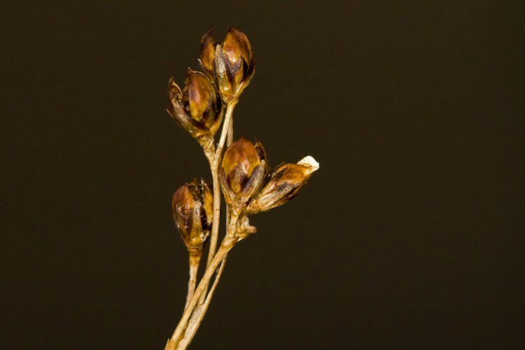 case is a seed head