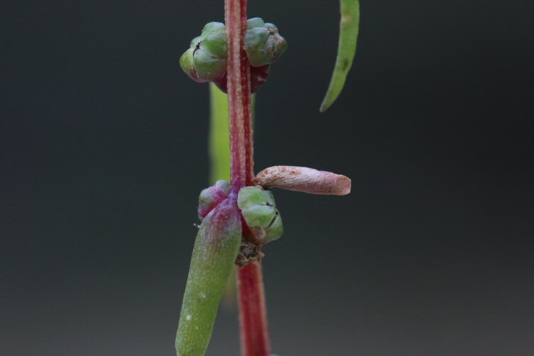 case on annual sea blite