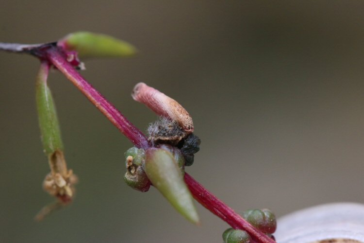 case on annual sea blite