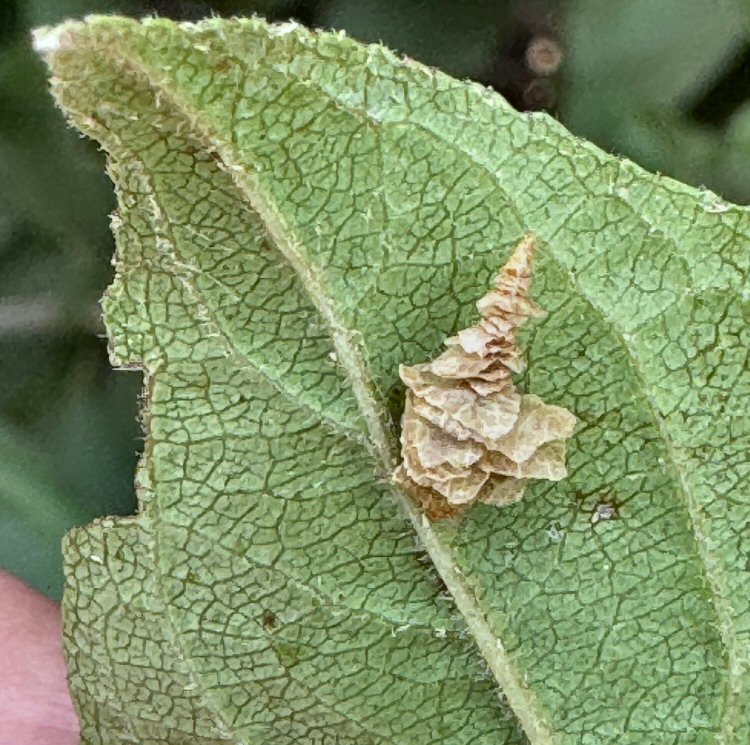 pyramidal case
