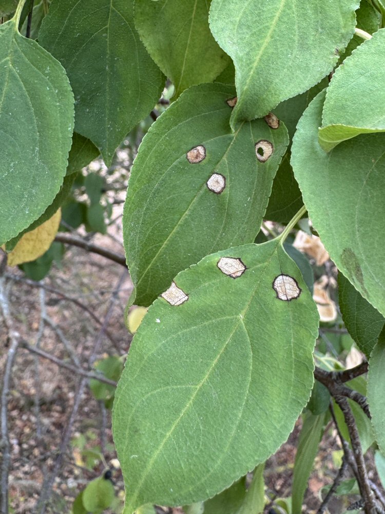 feeding signs